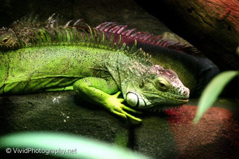 1474840 green iguana.jpg